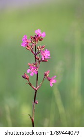 Silene Viscaria の画像 写真素材 ベクター画像 Shutterstock