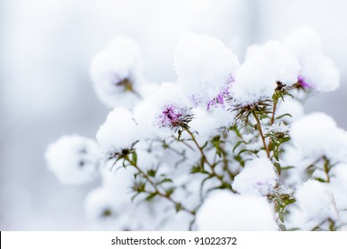 Snow Flowers Images Stock Photos Vectors Shutterstock