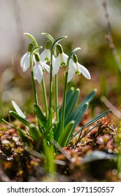 Flowers of snowdrop spring garden. Сommon snowdrop (Galanthus nivalis) flowers in natural green background.  - Shutterstock ID 1971150557