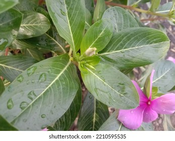 Flowers Soft Textures And Lanscape Beauty In Garden Home