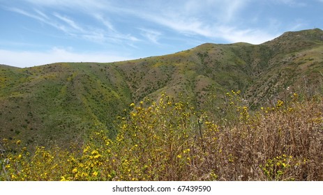 Flowers In Solstice Canyon, Malibu, CA