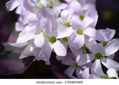 Flowers Of The Sorrel Oxalis Regnellii