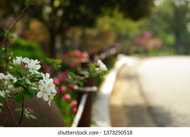flowers in spring