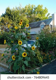 Flowers in Spring