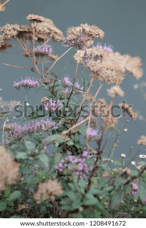 Similar – Hallig Gröde | Beach lilacs in the evening light