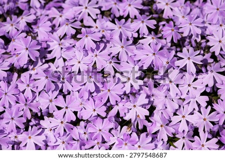 Flowers spring phlox background texture. Flowers moss vibrant floral surface. Flowers creeping subulata carpet pattern. Flowers macro closeup petals soft.