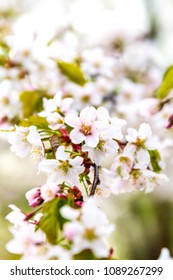 Flowers spring sakura - Shutterstock ID 1089267299