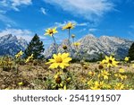 Flowers Stand Tall Infront of the Mountains in Grand Teton National Park