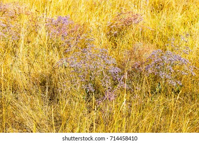 Flowers Steppe Background Landscape Beautiful Blue Stock Photo