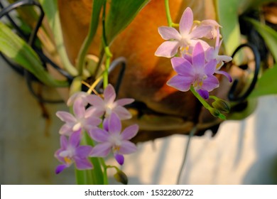 The flowers stick out from the hanging flower pots.sun shines on the blooming violet orchids. Phalaenopsis equestris (Schauer) Rchb. f. Origin of Taiwan, a orchid plant distributed in southern China.