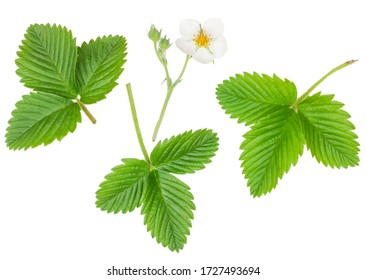 Strawberry Leaf Isolated Images Stock Photos Vectors Shutterstock