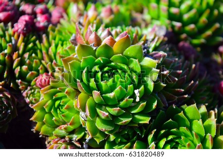 flowers suculent