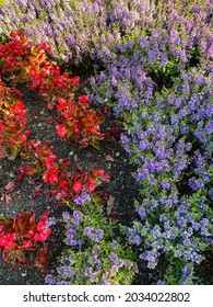 Flowers in summer in garden - Boston Public Garden - Boston