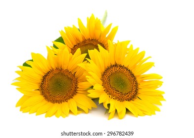 Flowers Sunflower On White Background