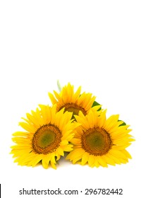 Flowers Sunflower On White Background