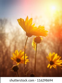 Flowers at sunrise - Shutterstock ID 116298694