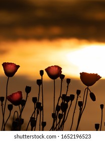 Flowers At Sunrise Cinematic Look