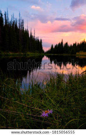Flowers, sunset and Lake Irene. Colorado, USA.