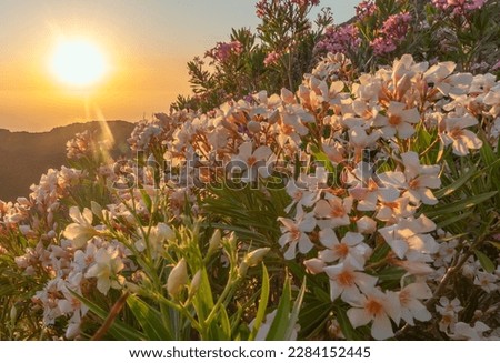 Flowers and the sunset on the greek island 