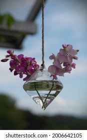 Flowers of sweet pea in a hanging vase on the balcony. Pink and Purple Colored Sweet Pea Flowers isolated on the blue background