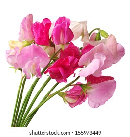 Flowers Sweet Pea Isolated On White Background