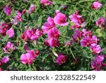 Flowers of sweet pea in summer.The sweet pea, Lathyrus odoratus, is a flowering plant in the genus Lathyrus in the family Fabaceae (legumes).