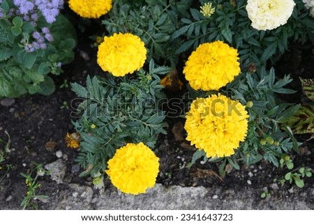 Flowers of Tagetes x erecta 'Sierra Gold' and 'Arctic' bloom in July. Tagetes erecta, the Aztec marigold, Mexican marigold, big marigold, cempazuchitl or cempasuchil, is a species of flowering plant.