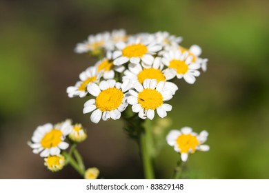 Flowers Of Tanacetum Parthenium