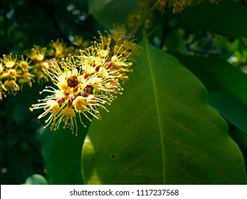 Flowers Of Terminalia Chebula. Chebulic Myrobalan