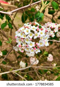 Flowers At Texas Tech University