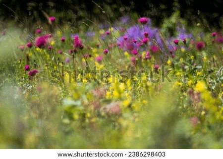 Similar – Image, Stock Photo Flower mixture II Nature