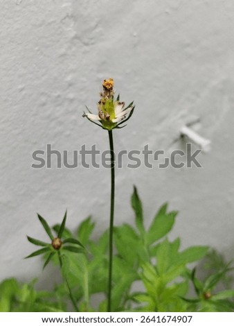 flowers that are almost dead