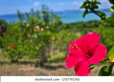 沖縄 海 ハイビスカス の画像 写真素材 ベクター画像 Shutterstock