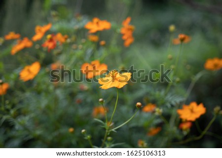 Similar – Mohnfeld Mohnblumen Blume