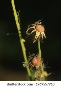 Flowers That Fall With Age Produce Petals That Are Wilted By Their Beautiful Flowers