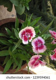 A Flower That Look Like Pencil Shavings Images Stock Photos Vectors Shutterstock