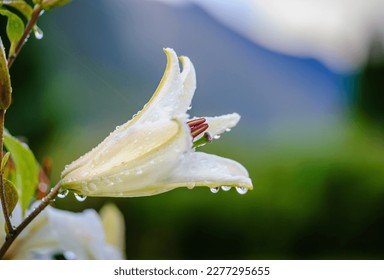 flowers that sprout in spring with water drops - Shutterstock ID 2277295655