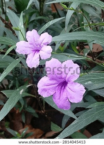 The Flowers: There are two fully opened blossoms visible. Each flower has five delicate, slightly wrinkled petals that fan out into a trumpet-like shape. The center (throat) of the flowers is a deeper, richer shade of purple, which adds a beautiful depth to their appearance