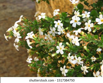 flowers of thymeleafed gratiola, Bacopa monnieri,