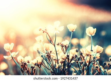 Flowers toned on sun background . Spring floral field