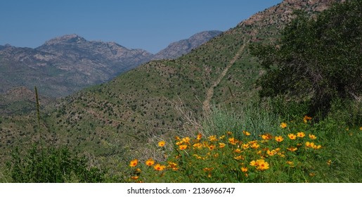 Flowers At Top Of Mount Lemmon Arizona