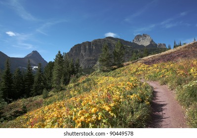 Flowers And Trail Through Glacier National Park