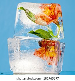 Flowers Trapped In A Block Of Ice.