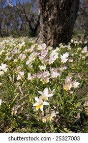 Flowers With Tree John Forrest National Park