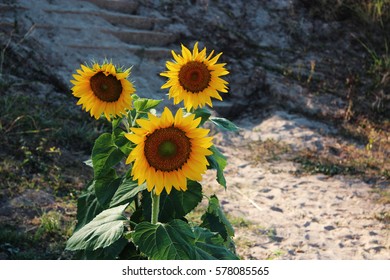 flowers, trees