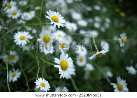 Similar – Image, Stock Photo camomile bush Fragrance