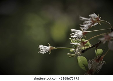 Flowers, Trees, And Shrubs Of The Southeastern United States