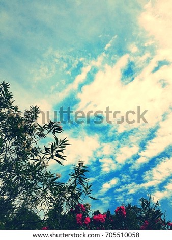 Flowers Trees Sky clouds