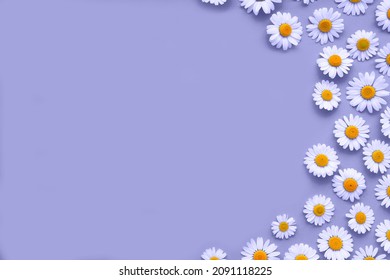 Flowers in the trendy color of the year 2022 Very Peri. Color of the year 2022. Background for designers - Shutterstock ID 2091118225