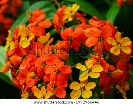Flowers of tropical Bauhinia kockiana or Kock's Bauhinia in bright orange and yellow Stock fotó © 